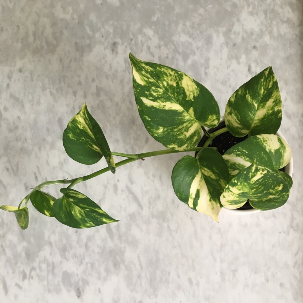 Golden Hawaiian Pothos Plant 4” pot